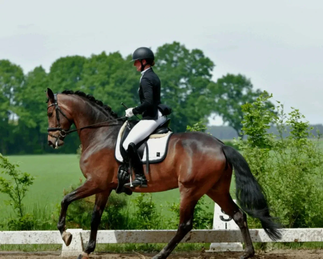 equine nutrition products | horse joint supplement