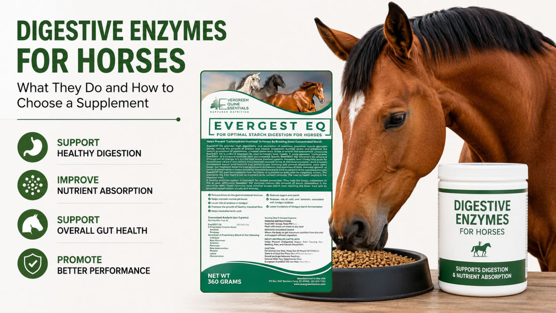 digestive supplement for horses