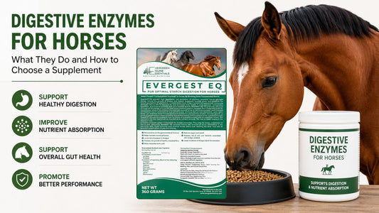 digestive supplement for horses