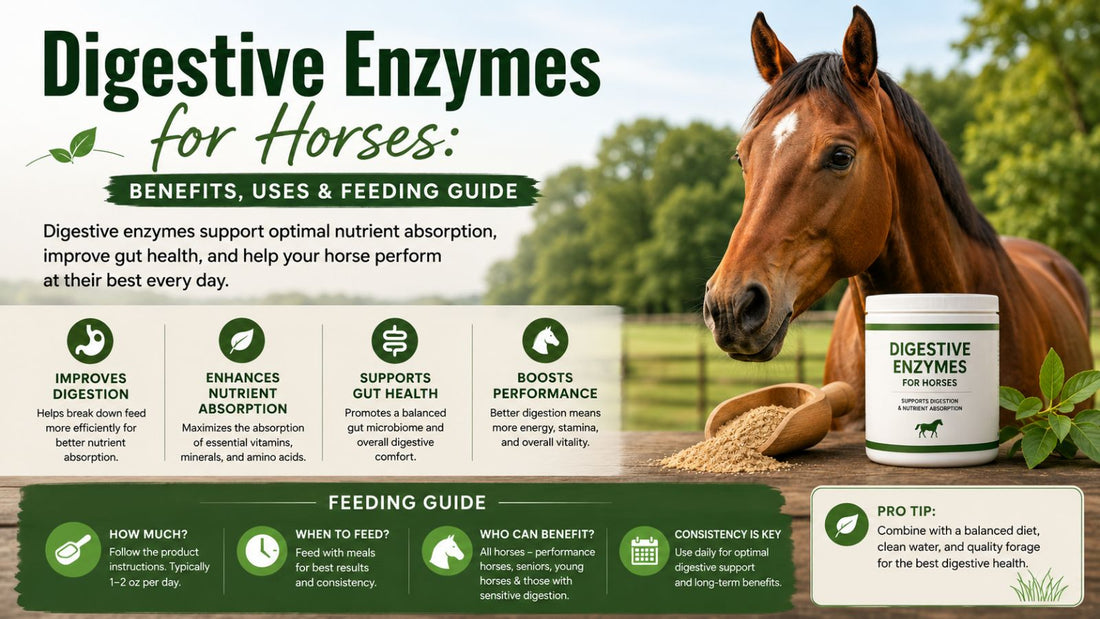 Digestive Enzymes for Horses | horse supplements