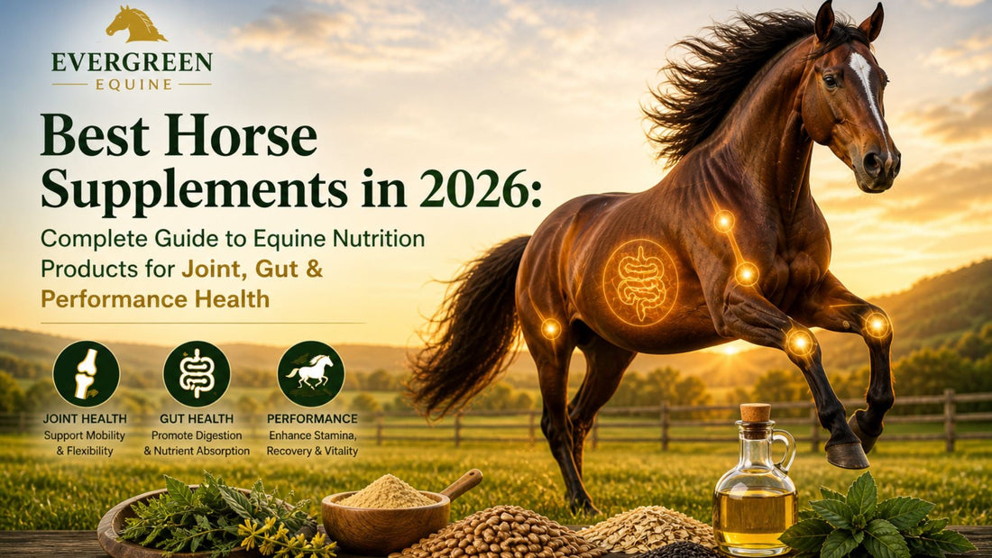 equine nutrition products | horse supplements