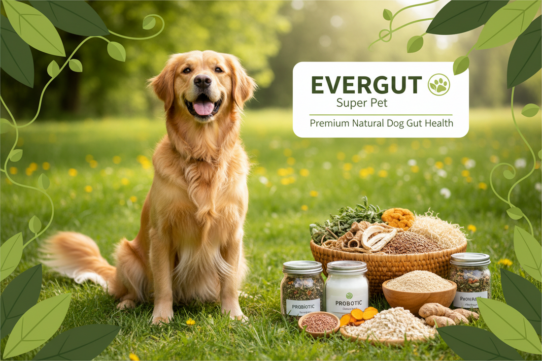How to Improve Your Dog's Gut Health Naturally: Signs, Causes & Best Supplements