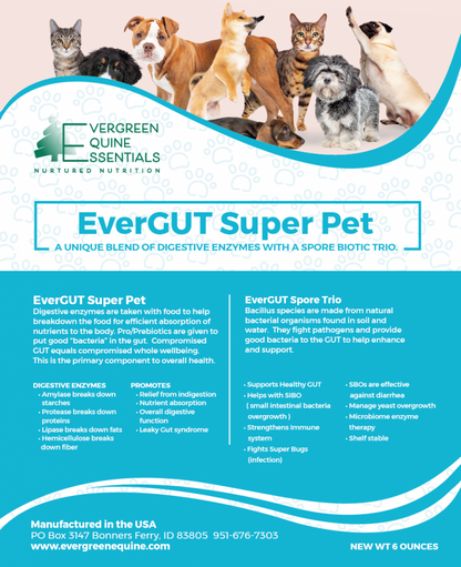 Evergut Super Pet: Dog Digestive & Systemic Enzyme Supplement